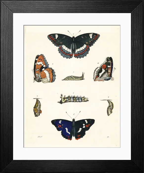 Framed Print : Poplar admiral and purple emperor Framed Print : Poplar admiral and purple emperor
