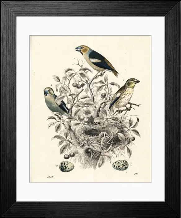 Framed Print : Hawfinch, Coccothraustes coccothraustes Framed Print : Hawfinch, Coccothraustes coccothraustes
