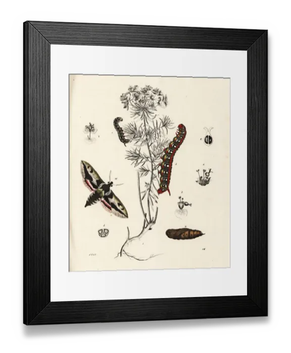 Framed Print : Spurge hawk-moth on cypress spurge Framed Print : Spurge hawk-moth on cypress spurge