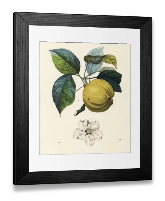 Framed Print : Apple fruit and blossom, Malus domestica Framed Print : Apple fruit and blossom, Malus domestica