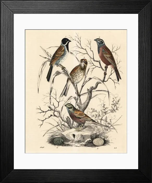 Framed Print : Reed bunting and rock bunting Framed Print : Reed bunting and rock bunting