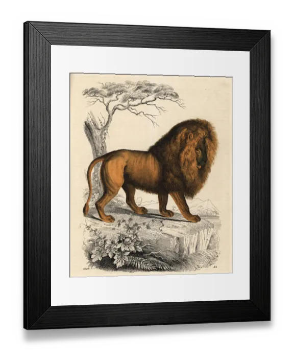 Framed Print : Lion, Panthera leo, male Framed Print : Lion, Panthera leo, male