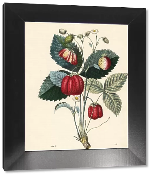Strawberry, Fragaria ananassa