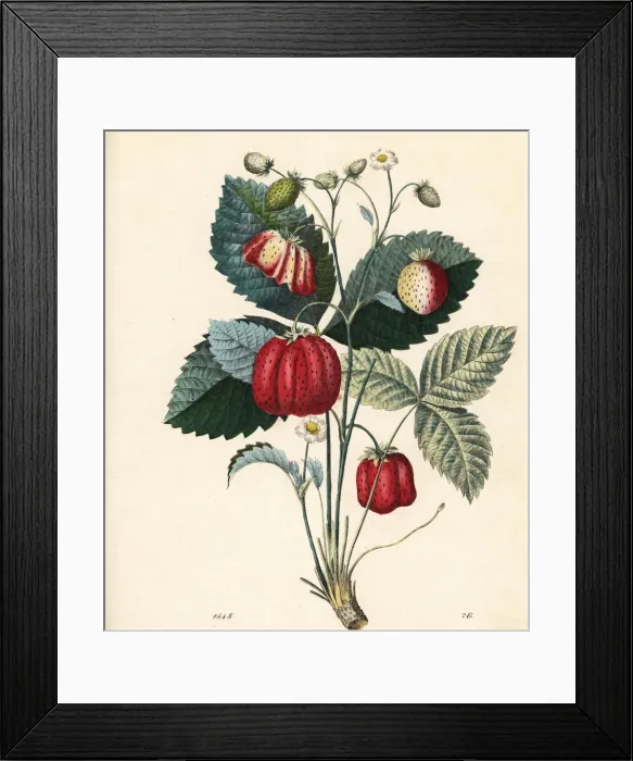 Framed Print : Strawberry, Fragaria ananassa Framed Print : Strawberry, Fragaria ananassa