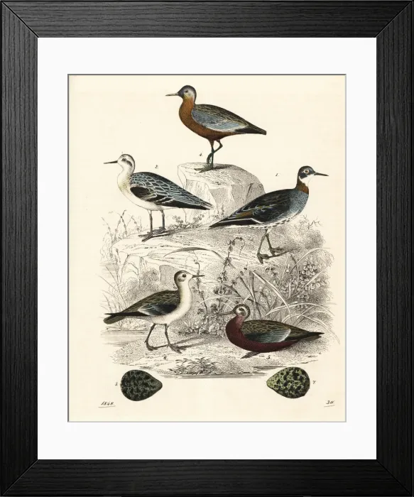 Framed Print : Red-necked phalarope and grey phalarope Framed Print : Red-necked phalarope and grey phalarope