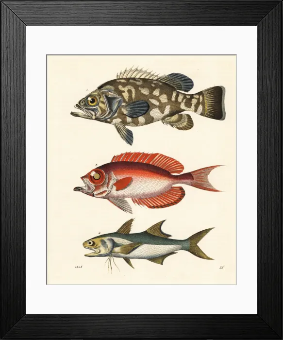 Framed Print : Stone bass, moontail bullseye and blue salmon Framed Print : Stone bass, moontail bullseye and blue salmon
