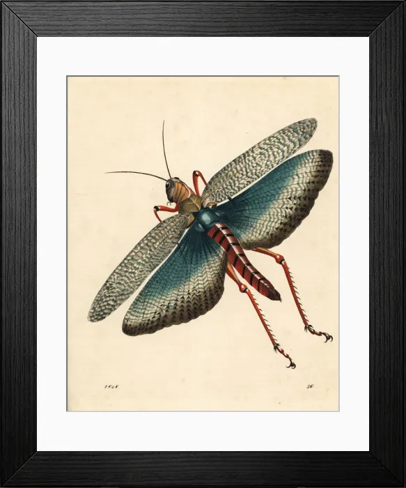 Framed Print : Indian locust, Gryllus indicus Framed Print : Indian locust, Gryllus indicus