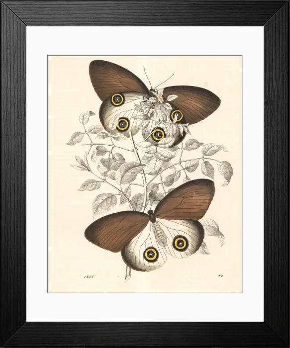 Framed Print : Taenaris urania butterfly Framed Print : Taenaris urania butterfly