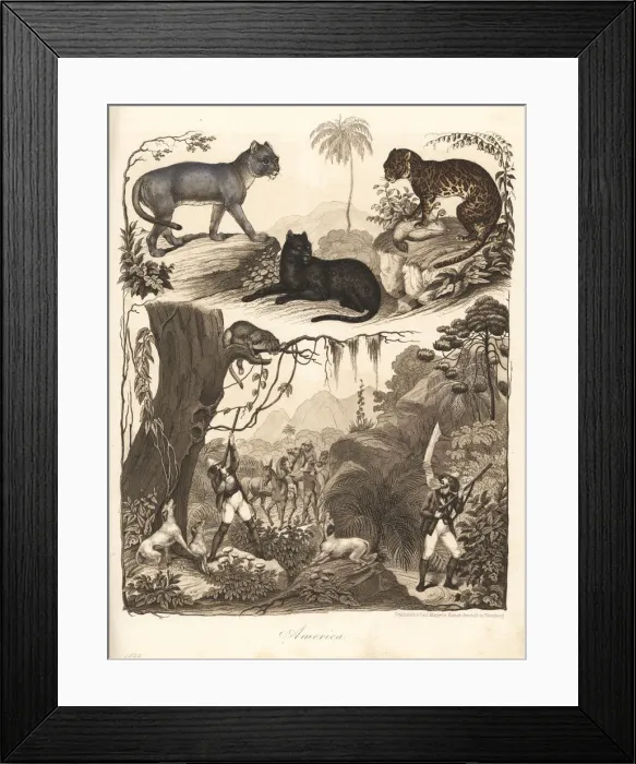 Framed Print : Puma, ocelot and jaguar Framed Print : Puma, ocelot and jaguar