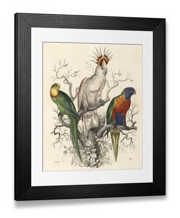 Framed Print : Major Mitchells cockatoo, superb parrot Framed Print : Major Mitchells cockatoo, superb parrot