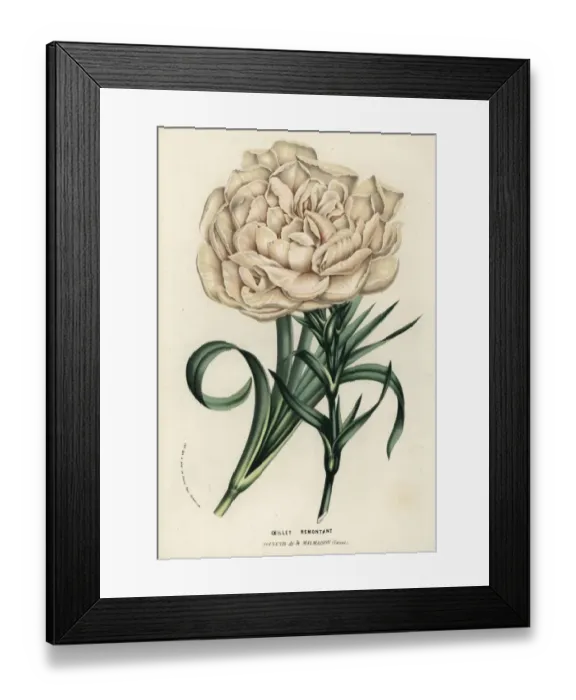 Framed Print : Souvenir de la Malmaison, hybrid carnation Framed Print : Souvenir de la Malmaison, hybrid carnation