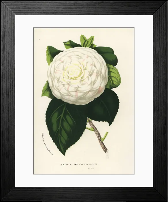 Framed Print : Cup of Beauty, hybrid camellia, Camellia japonica Framed Print : Cup of Beauty, hybrid camellia, Camellia japonica