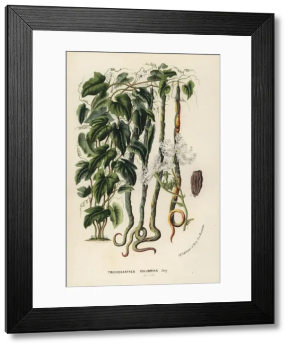 Framed Print : Snake gourd, Trichosanthes cucumerina Framed Print : Snake gourd, Trichosanthes cucumerina