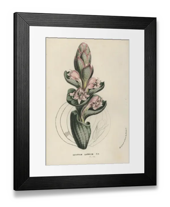 Framed Print : Satyrium carneum orchid Framed Print : Satyrium carneum orchid
