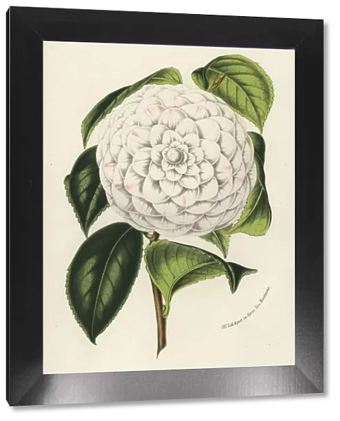 Mrs. Abby Wilder, hybrid camellia, Camellia japonica