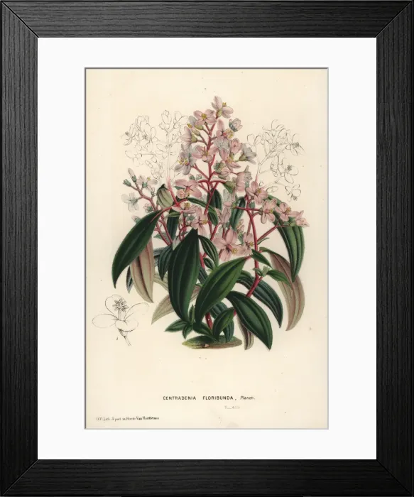 Framed Print : Spanish shawl, Centradenia floribunda Framed Print : Spanish shawl, Centradenia floribunda