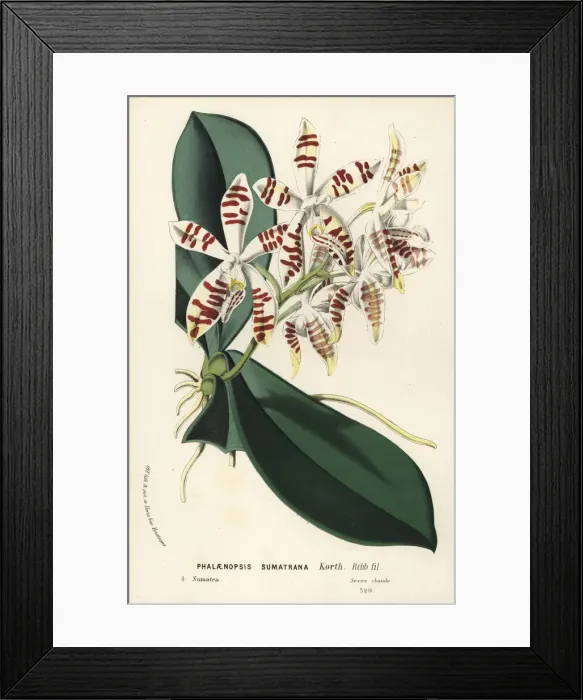 Framed Print : Sumatra phalaenopsis orchid, Phalaenopsis sumatrana Framed Print : Sumatra phalaenopsis orchid, Phalaenopsis sumatrana