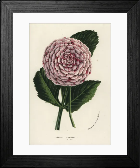 Framed Print : Zenobia dahlia hybrid, Dahlia coccinea Framed Print : Zenobia dahlia hybrid, Dahlia coccinea