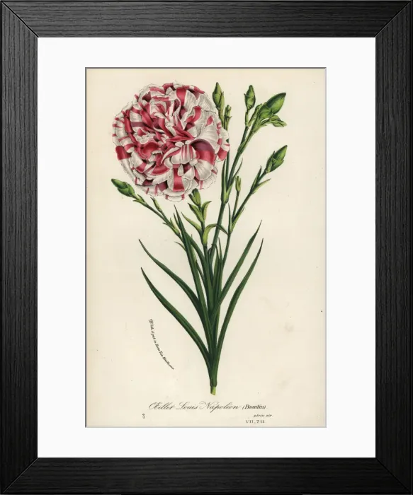 Framed Print : Oeillet Louis Napoleon carnation hybrid, Dianthus Framed Print : Oeillet Louis Napoleon carnation hybrid, Dianthus