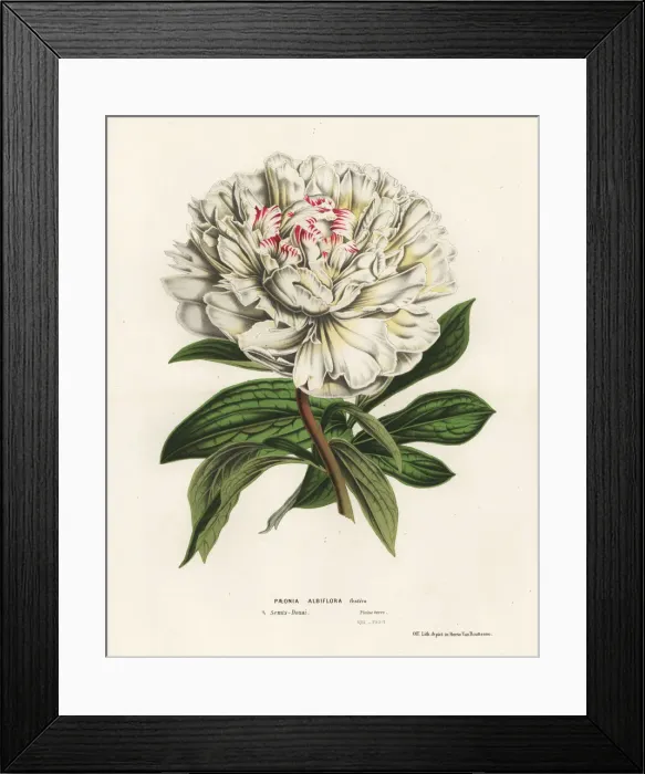 Framed Print : Chinese peony, Paeonia lactiflora Framed Print : Chinese peony, Paeonia lactiflora