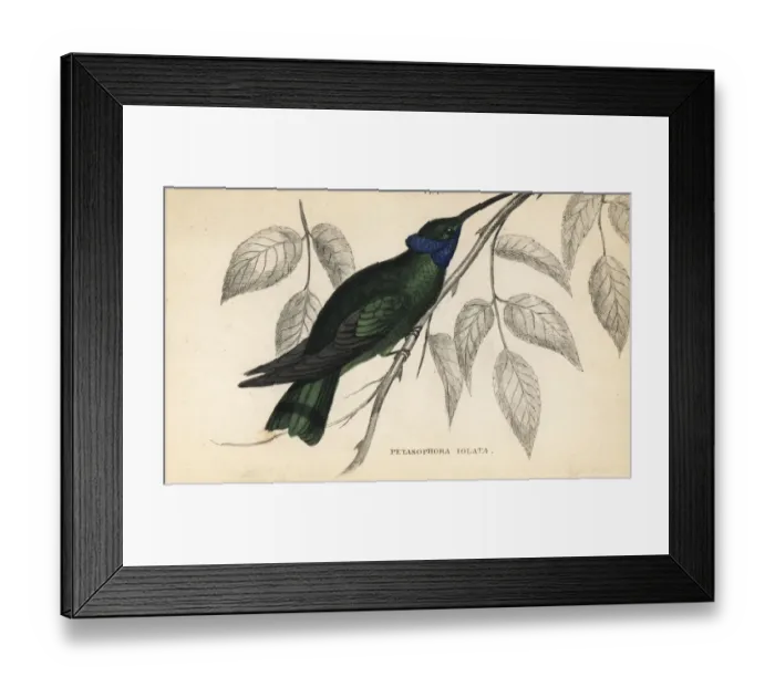Framed Print : Sparkling violet-ear, Praxilla iolata (Petasophora iolata) Framed Print : Sparkling violet-ear, Praxilla iolata (Petasophora iolata)