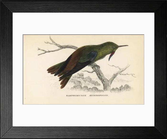 Framed Print : Bronze-tailed thornbill, Chalcostigma heteropogon Framed Print : Bronze-tailed thornbill, Chalcostigma heteropogon