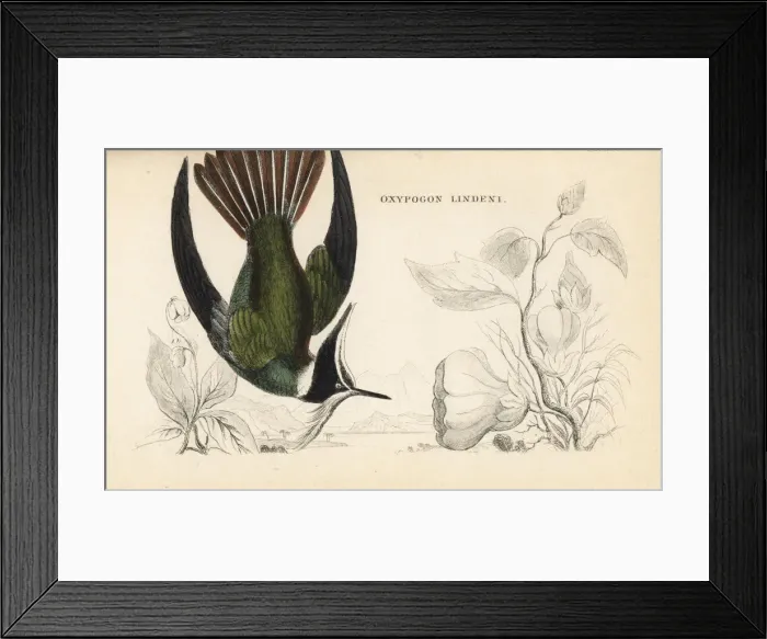 Framed Print : Bearded helmetcrest, Oxypogon guerinii Framed Print : Bearded helmetcrest, Oxypogon guerinii