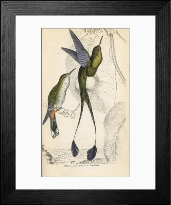 Framed Print : Booted racket-tail, Ocreatus underwoodii Framed Print : Booted racket-tail, Ocreatus underwoodii
