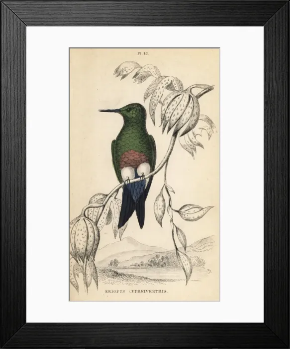 Framed Print : Coppery-bellied puffleg, Eriocnemis cupreoventris Framed Print : Coppery-bellied puffleg, Eriocnemis cupreoventris