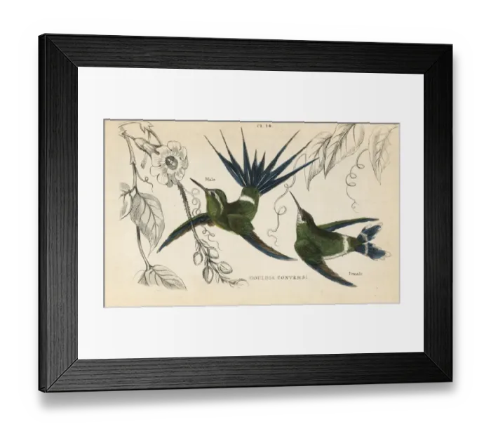 Framed Print : Green thorntail, Discosura conversii Framed Print : Green thorntail, Discosura conversii