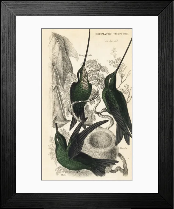 Framed Print : Sword-billed hummingbird, Ensifera ensifera Framed Print : Sword-billed hummingbird, Ensifera ensifera