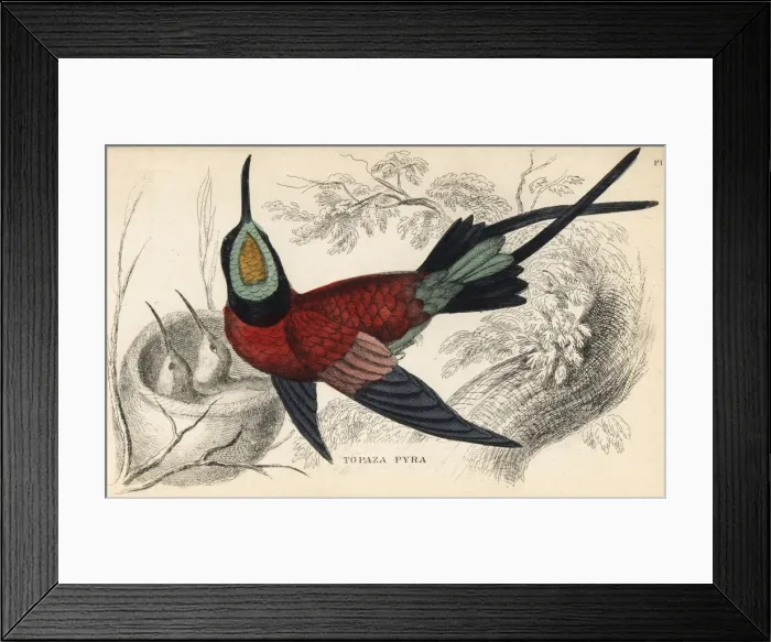 Framed Print : Fiery topaz, Topaza pyra, with young in nest Framed Print : Fiery topaz, Topaza pyra, with young in nest