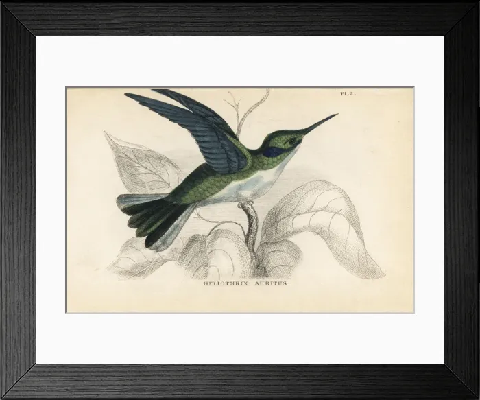 Framed Print : Black-eared fairy, Heliothryx auritus Framed Print : Black-eared fairy, Heliothryx auritus