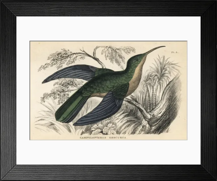 Framed Print : Grey-breasted sabrewing, Campylopterus largipennis obscurus Framed Print : Grey-breasted sabrewing, Campylopterus largipennis obscurus