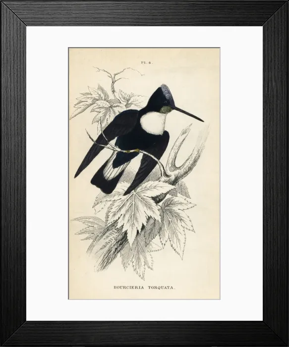 Framed Print : Collared inca, Coeligena torquata Framed Print : Collared inca, Coeligena torquata