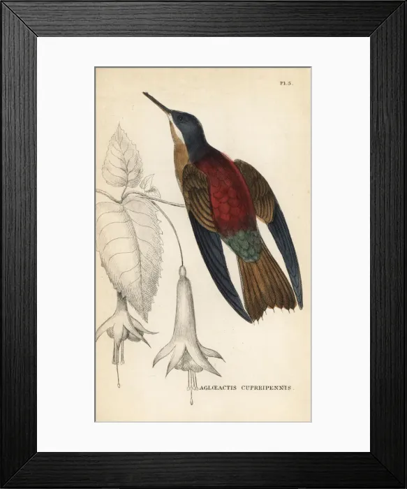 Framed Print : Shining sunbeam, Aglaeactis cupripennis Framed Print : Shining sunbeam, Aglaeactis cupripennis