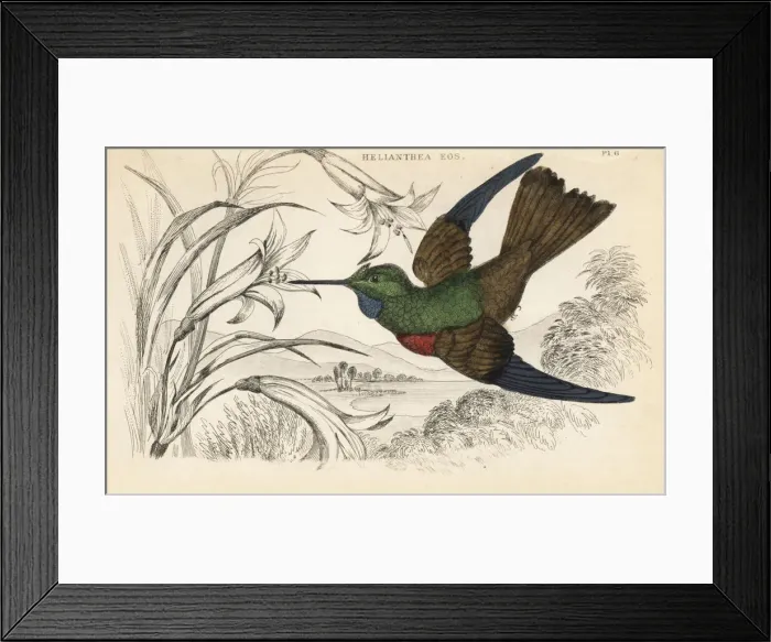 Framed Print : Golden starfrontlet, Coeligena eos Framed Print : Golden starfrontlet, Coeligena eos