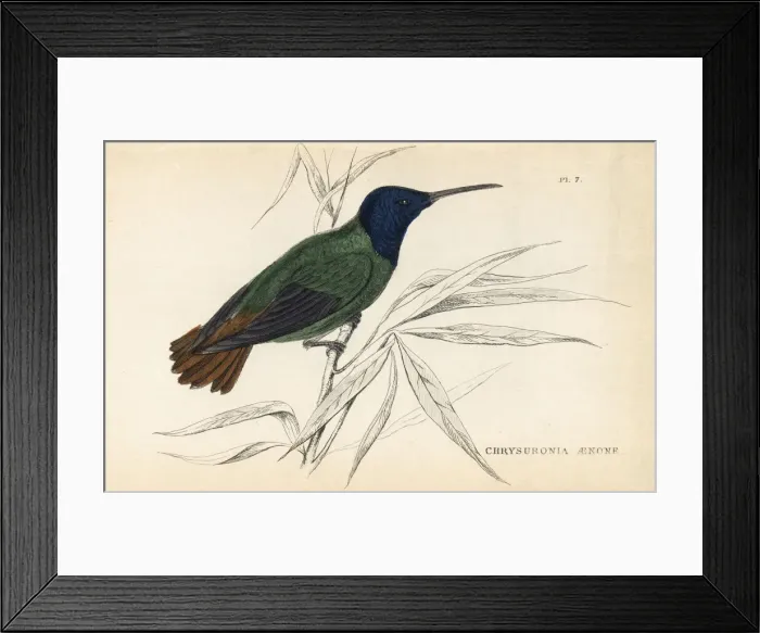 Framed Print : Golden-tailed sapphire, Chrysuronia oenone Framed Print : Golden-tailed sapphire, Chrysuronia oenone