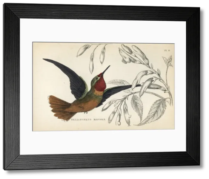 Framed Print : Orange-throated sunangel, Heliangelus mavors Framed Print : Orange-throated sunangel, Heliangelus mavors