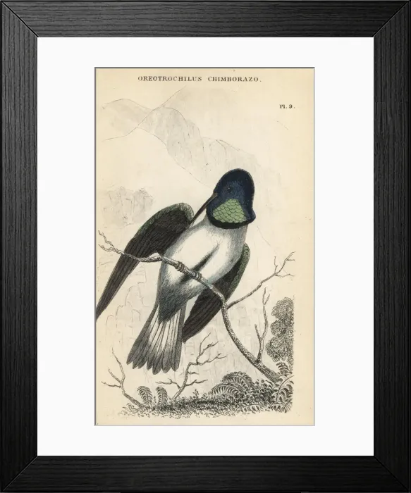 Framed Print : Ecuadorian hillstar, Oreotrochilus chimborazo Framed Print : Ecuadorian hillstar, Oreotrochilus chimborazo