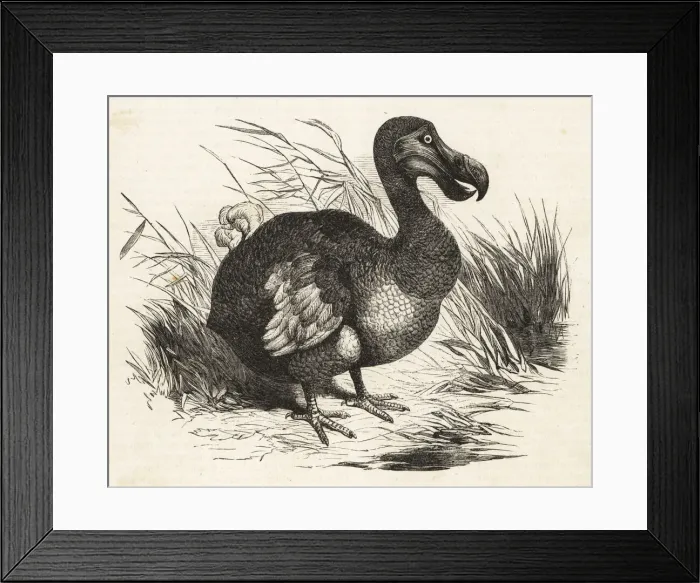Framed Print : Extinct flightless bird, the Dodo, Raphus cucullatus Framed Print : Extinct flightless bird, the Dodo, Raphus cucullatus
