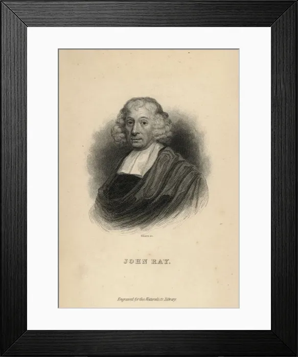 Framed Print : John Ray, English botanist and zoologist (1627-1701) Framed Print : John Ray, English botanist and zoologist (1627-1701)
