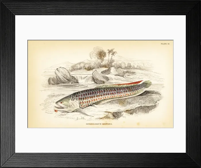 Framed Print : Silver arowana, Osteoglossum bicirrhosum Framed Print : Silver arowana, Osteoglossum bicirrhosum