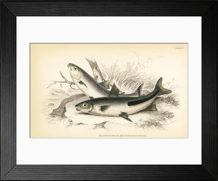 Framed Print : South American trout 1 and halfline leporinus 2 Framed Print : South American trout 1 and halfline leporinus 2