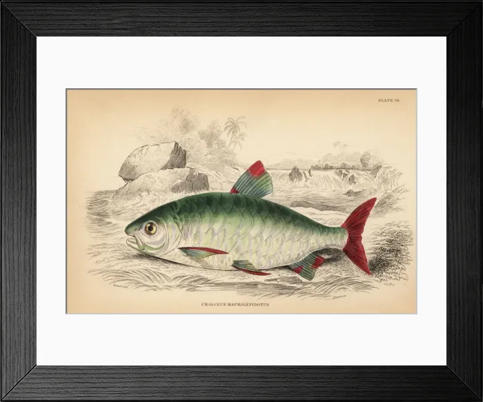 Framed Print : Pink-tailed chalceus, Chalceus macrolepidotus Framed Print : Pink-tailed chalceus, Chalceus macrolepidotus