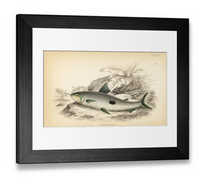 Framed Print : Hemiodus unimaculatus Framed Print : Hemiodus unimaculatus