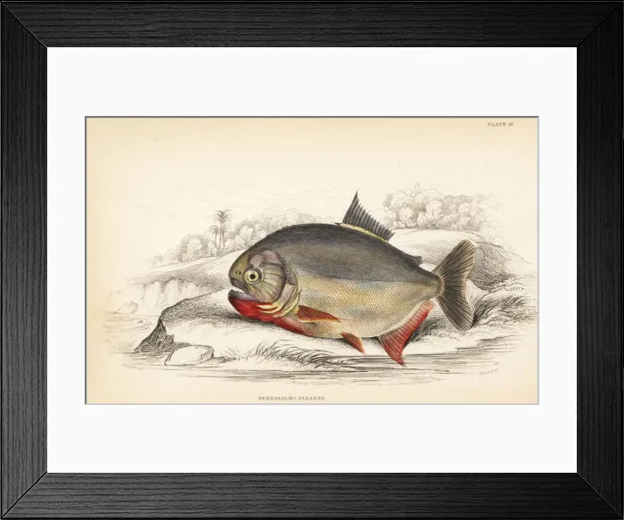 Framed Print : Piraya piranha or San Francisco piranha, Pygocentrus piraya Framed Print : Piraya piranha or San Francisco piranha, Pygocentrus piraya