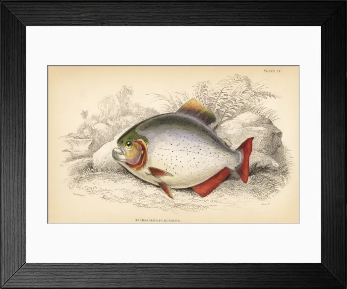 Framed Print : Pygopristis denticulata piranha Framed Print : Pygopristis denticulata piranha
