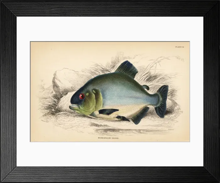 Framed Print : Red-eye piranha, Serrasalmus rhombeus Framed Print : Red-eye piranha, Serrasalmus rhombeus