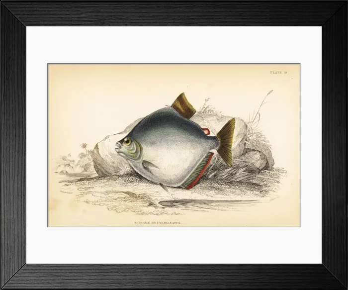 Framed Print : Spotted piranha, Serrasalmus marginatus Framed Print : Spotted piranha, Serrasalmus marginatus